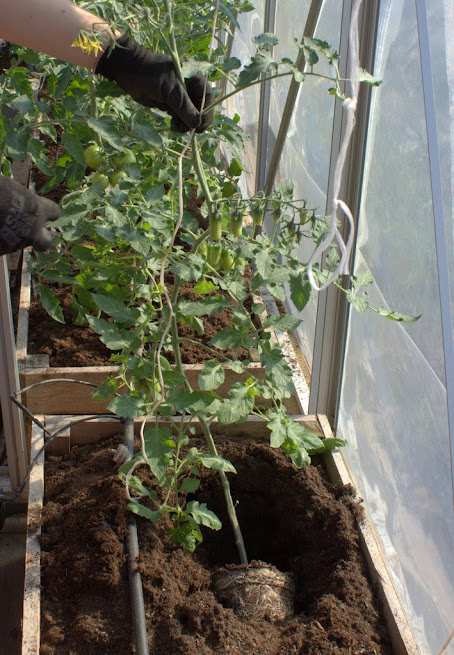 Tomaatin varren upotus vinottain